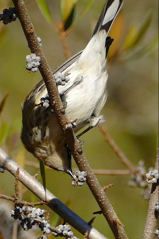 Bird upside down to reach fruit